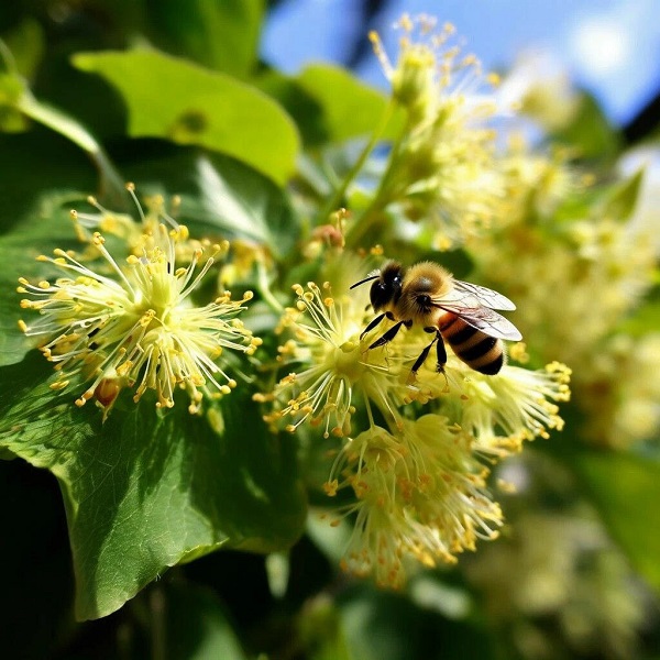Linden Blossom